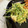 ぎんはる's cooksnap of when they made ベジ♪豆苗と卵のマヨ炒め.