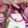 クックOBSDVC☆'s cooksnap of when they made 赤かぶのマリネ♥薔薇色サラダ♥好評.