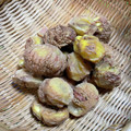 安那の台所's cooksnap of when they made 活力なべ 栗の皮むき.