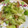 ちゃぎー's cooksnap of when they made めんつゆで！キャベツとさつま揚げ炒め.