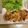 ピーナッツ子♪'s cooksnap of when they made 手作り♡がんも.
