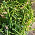 regulusYM's cooksnap of when they made 豆苗とツナ缶のシャキシャキサラダ.