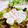 Satoco❋'s cooksnap of when they made 簡単♪くるくるササミの大葉巻き~しっ鶏~.