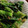 sei460407's cooksnap of when they made 小松菜のごま和え.