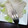 孝志の嫁's cooksnap of when they made 塗ったら放置だけの超簡単♪鶏ハム～♡.