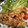 アルカママ's cooksnap of when they made 豚とたまねぎの甘辛炒め.