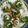 クック7I7VZ8☆'s cooksnap of when they made お弁当に✿大葉とチーズのちくわ巻き.