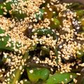 クックT568H1☆'s cooksnap of when they made 出がらし昆布とピーマンの炒め物.
