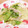 hitomi♪＊'s cooksnap of when they made レタスのニンニク醤油炒め.