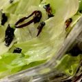 MULA's cooksnap of when they made もりもり食べられる☆レタスの塩昆布サラダ.