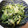 ☆あやか☆'s cooksnap of when they made ベジ♪豆苗と卵のマヨ炒め.