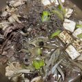 kokemama's cooksnap of when they made ☺簡単♪味噌味のすき焼き☆みそすき丼☺.