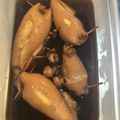 KEIICHICB's cooksnap of when they made いかめし.