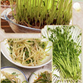 ☆あさ's cooksnap of when they made 豆苗ともやしのシャキシャキ炒め.