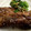 じゃそん's cooksnap of when they made 新生姜と玉ねぎの牛肉巻き（すき焼き風）.