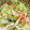 mami♪123's cooksnap of when they made たっぷりレタスの酢味噌マヨ和え.