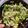 クックBVWH26☆'s cooksnap of when they made 簡単　白菜と塩昆布のサラダ.