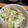 kokko37's cooksnap of when they made 白菜のツナマヨチーズ焼き.