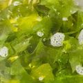 ♡マッキークッキング's cooksnap of when they made 【生ワカメ】美味しいワカメスープ.