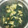 めぐたん08's cooksnap of when they made ほうれん草のお吸い物.