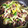 ｎｉｃｋｅｙ's cooksnap of when they made 鶏ハツモトとセロリの塩コショウ炒め.
