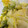 toshio39's cooksnap of when they made 白菜の簡単おひたし.