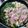 たけ2023's cooksnap of when they made 割り下で簡単！我が家の関西風すき焼き.