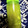 mindow804's cooksnap of when they made キウイたっぷり☆レモネード.