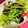 muumi☆'s cooksnap of when they made きくらげと豆苗の生姜炒め.