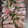 どじララ's cooksnap of when they made 大根のステーキと鴨のロース煮.