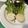 ブランディ's cooksnap of when they made 紫かぶロースト.