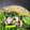 まこパパ's cooksnap of when they made 小松菜とサバ缶で簡単めちゃ旨おかず☆.