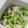 tamago大好き's cooksnap of when they made 簡単！ニンニクの芽とイカの炒め物.