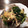 cookjen's cooksnap of when they made 5分で簡単！しめじと春菊のめんつゆ炒め.
