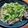 Pikakelani's cooksnap of when they made 中華風イサキの姿蒸し(清蒸鮮魚).
