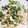kuro_nyan's cooksnap of when they made 文旦と鶏ササミのサラダ.