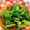 pukucook's cooksnap of when they made 箸休めに♪菜の花の煮浸し.