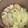 ひまわり６号's cooksnap of when they made 白菜と油あげの煮びたし.