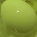 ヨシヨッシー's cooksnap of when they made 水から作るトロトロ半熟卵.