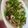 べあーるぶい's cooksnap of when they made 菜の花と豚肉のマヨネーズ炒め.