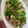べあーるぶい's cooksnap of when they made 菜の花と豚肉のマヨネーズ炒め.