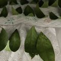 まめんこぉ's cooksnap of when they made 乾燥ローリエの作り方☆レンジで超簡単♥.