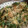 0720まま's cooksnap of when they made 混ぜて焼くだけ！ニラともやしのちぢみ.