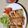 クック1LJ8IE☆'s cooksnap of when they made パリッと美味しい！お好み焼きみたいな春巻.