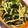 クックGGFQJ7☆'s cooksnap of when they made やみつき！もやしとほうれん草の海苔ちらし.