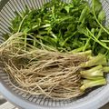 asacham's cooksnap of when they made せりの根っこの洗い方★せり鍋に必須！.