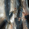 はる☆ほっしー's cooksnap of when they made 魚いわしのさばき方♪簡単手びらき.