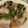 chou*'s cooksnap of when they made 豚薄切り肉のニラ巻きレンジ蒸し.