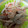 はぁぴょん's cooksnap of when they made ささみとごぼうの旨だしごまマヨサラダ.