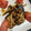 kokko37's cooksnap of when they made ぶりの生姜焼き、しめじ・トマト添え.